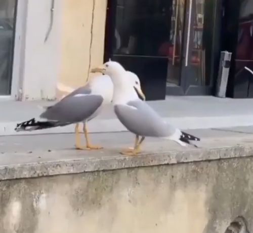 Лучший друг⁠⁠