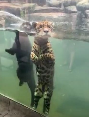 Именно так выглядят "морские котики", если вы ещё не знали