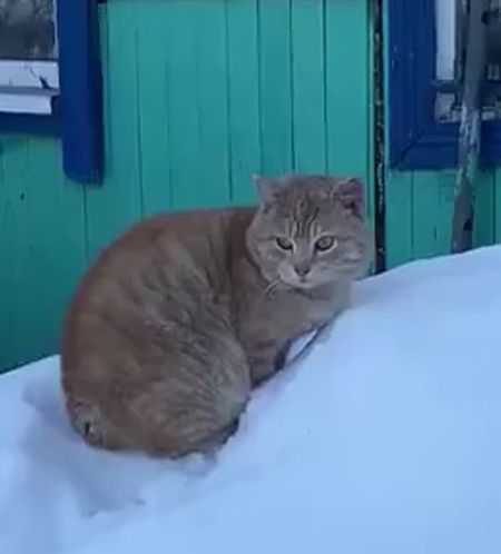 Кошачьи разборки)