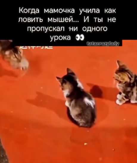 Дети не подвели⁠⁠