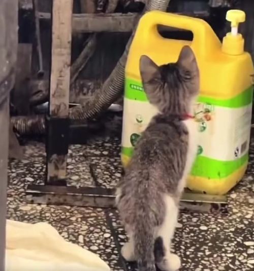 Про котофеек