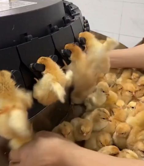 Как вакцинируют цыплят⁠⁠