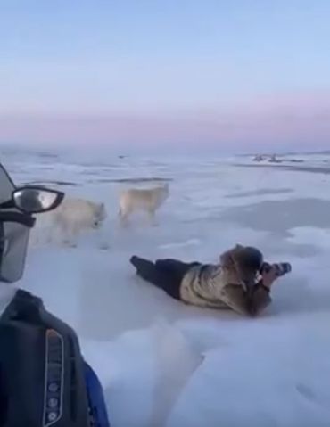 Арктические волки заинтересовались процессом фотосъёмки