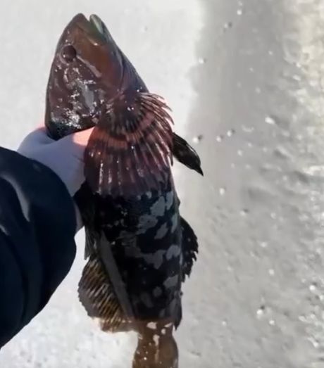 Орел и рыба