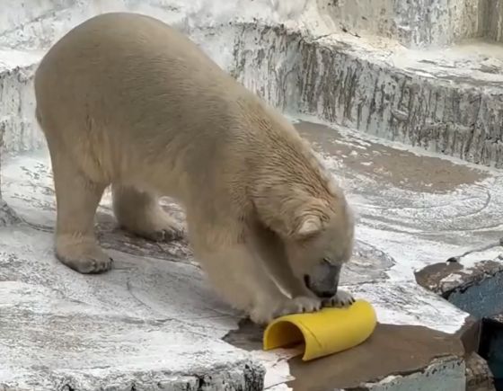 Медведь в восторге от новой игрушки⁠⁠