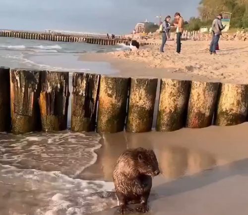 Ничего особенного, просто бобёр пришёл помыться на море⁠⁠