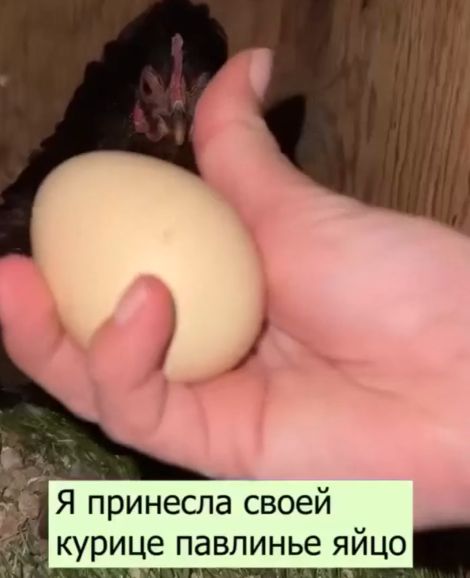 Неразлучные⁠⁠