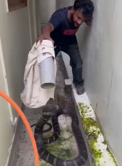 А если бы к вам приползла королевская кобра?)⁠⁠