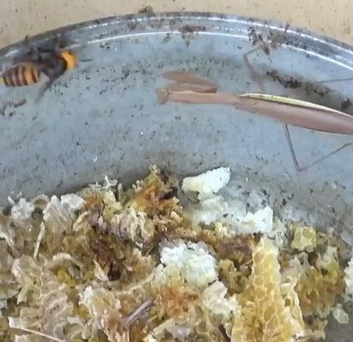 Богомол нападает на гигантского шершня⁠⁠