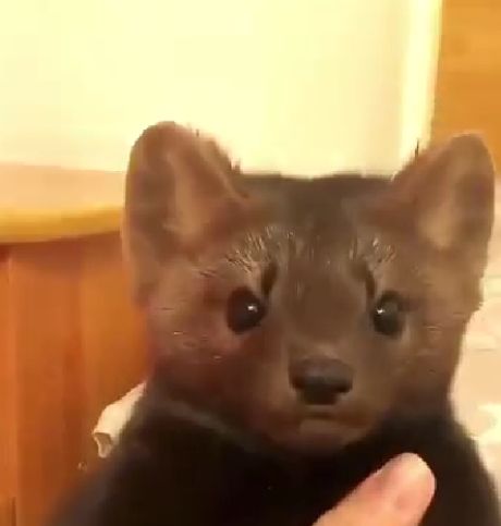 Настоящий котопёс