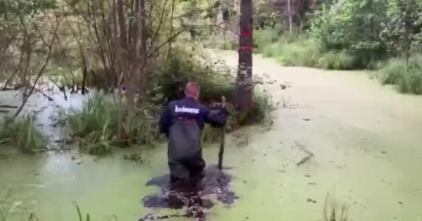 Спасение собакевича