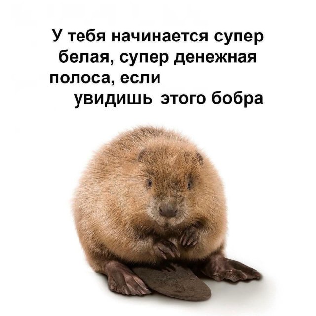 Приколы и картинки 01.10.2025