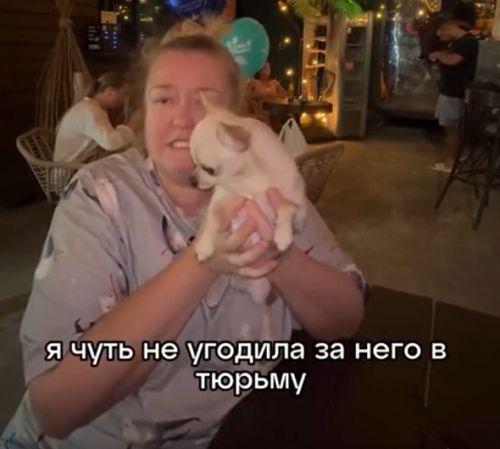 Собака-подставляка