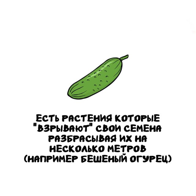 Интересные факты на все случаи жизни (15 фото)