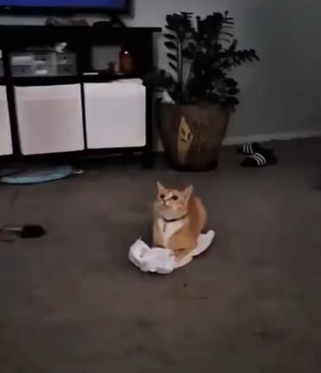 Заведи кота