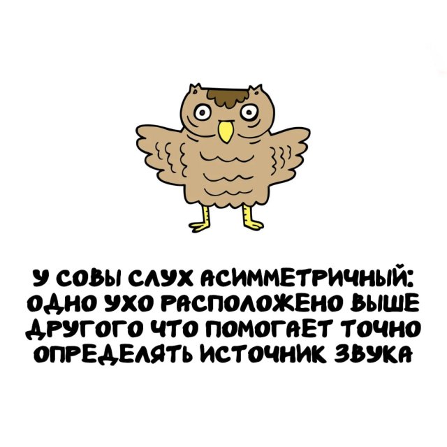 Интересные факты на все случаи жизни (15 фото)