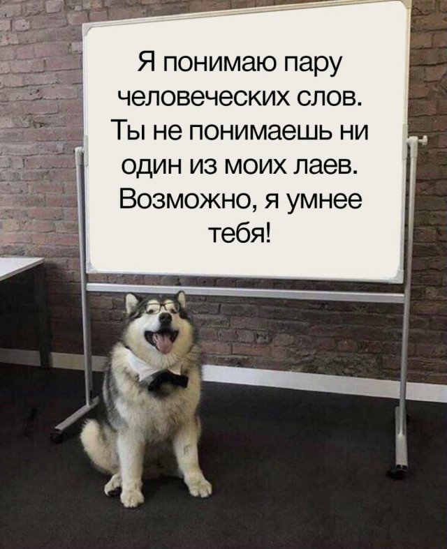Шутки и мемы