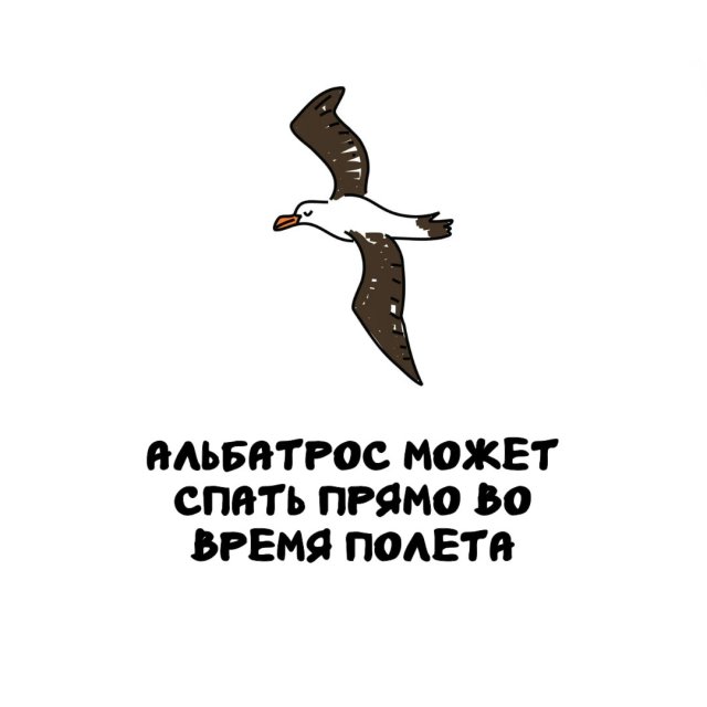 Интересные факты на все случаи жизни (15 фото)