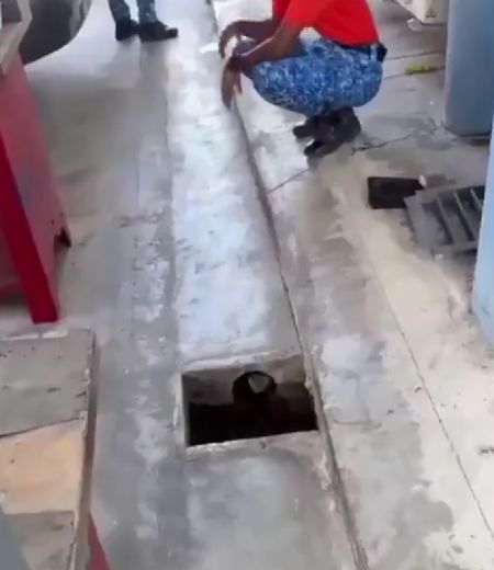 Кобра