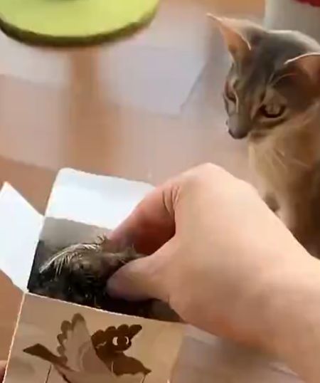Купили игрушку для ленивого кота