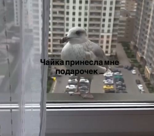 Милота дня: девушка один раз покормила чайку