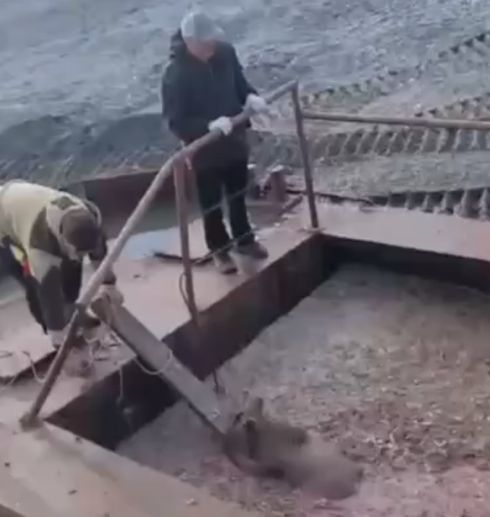 На Камчатке сотрудники рыбоперерабатывающего завода спасли медвежонка