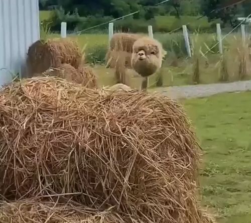 Альпака после стрижки⁠⁠