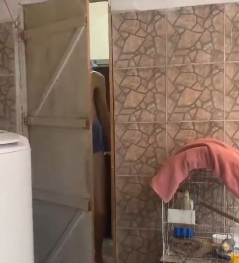 Геракл засушенный