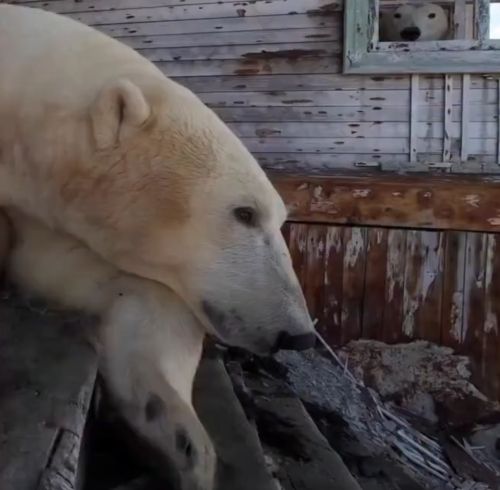 Необычные кадры из жизни полярных медведей сняли на острове Колючин.