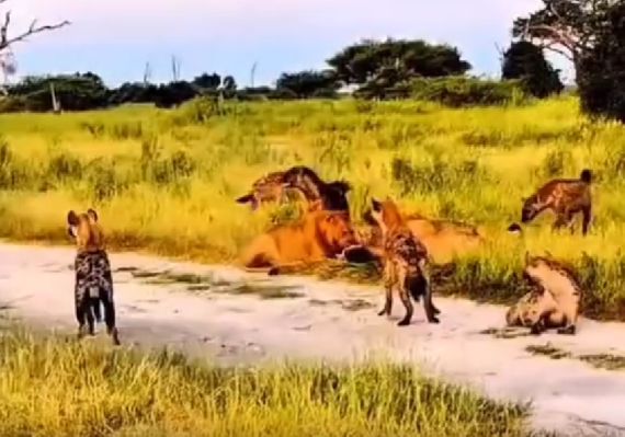 Суперхищник!