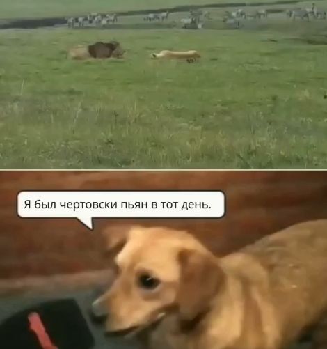 Пьяная отвага⁠⁠