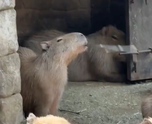 Самурай среди капибар⁠⁠