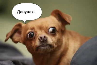 Эти малинуа - ниндзя какие-то