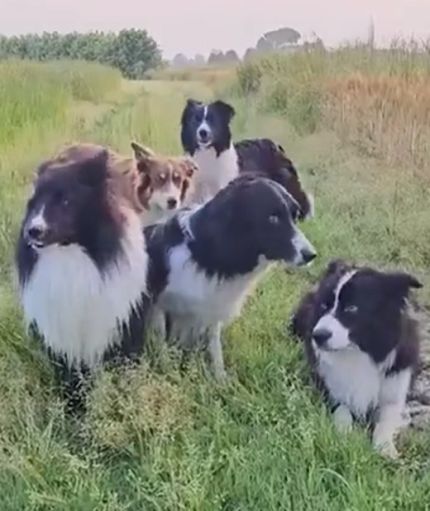 Ждут команды