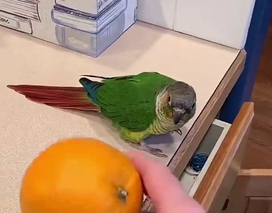 Повторюшки