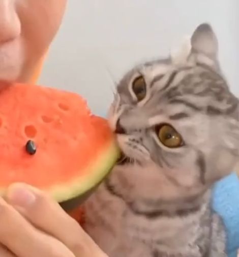 Момент, когда котик полюбил арбуз⁠⁠