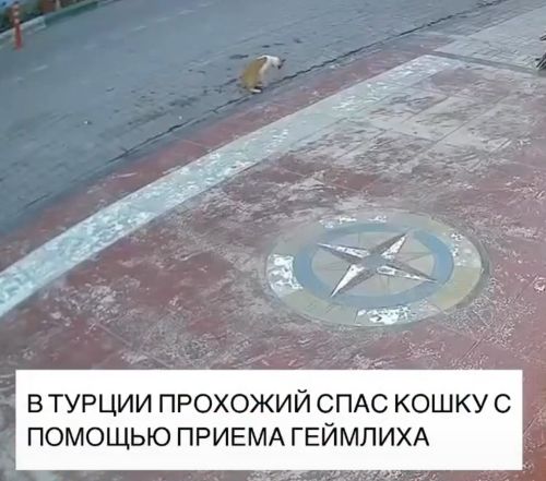 Прохожий спас кошку⁠⁠