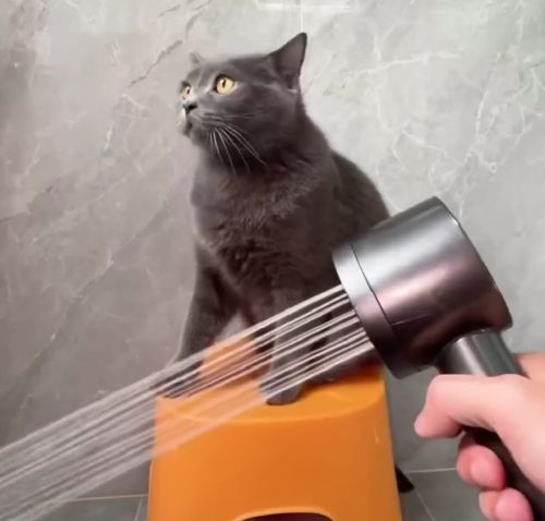 Ванные процедуры спокойной кошечки