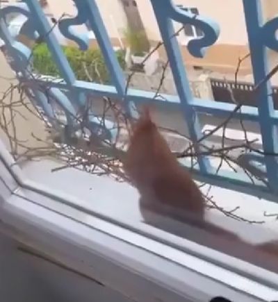 Белочка сделала хижину у окна