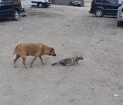 У собаки отличное чувство юмора