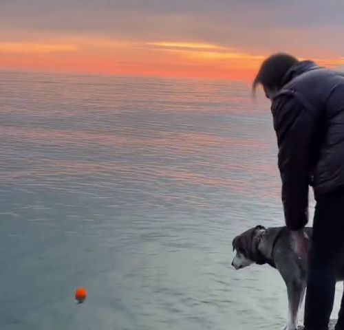 Ради любимого пса готов на подвиги