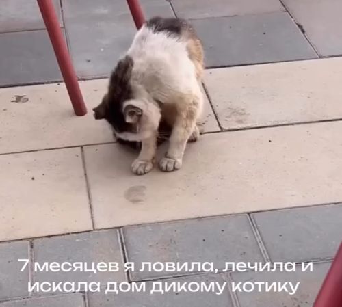 Бездомный кот⁠⁠