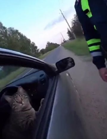 Усы, лапы и хвост его документы