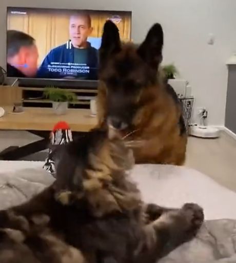 Шерстяные издеваются над блоховозами