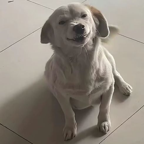 Собаки невиноваки