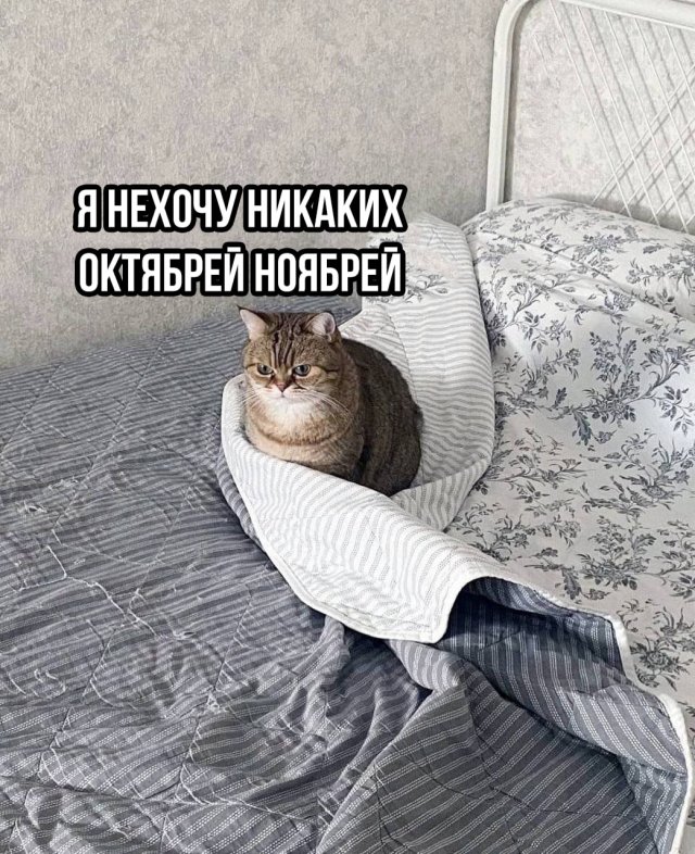 Приколы и картинки 03.10.2025