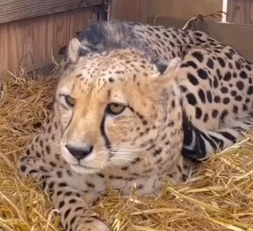 Гепарды умеют мяукать и мурчать