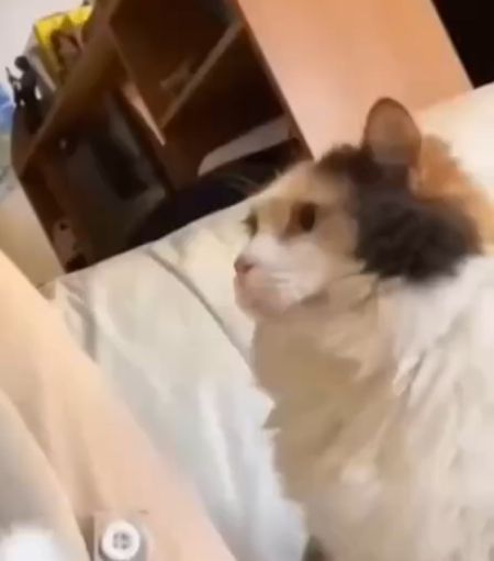 Настойчиво просит погладить