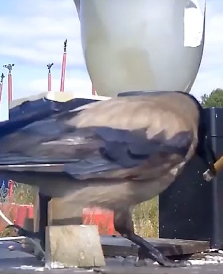 Шведский стартап Corvid Cleaning придумал простой способ очистить улицы с помощью ворон