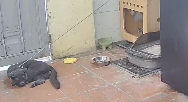 Сторожевой кот